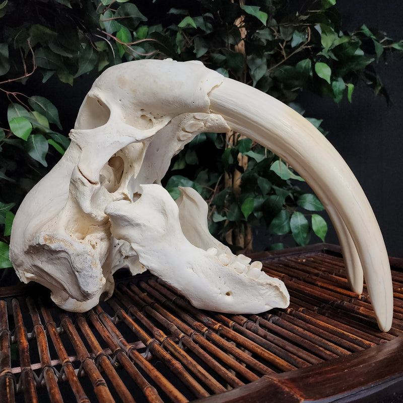 Walrus Skull, 13.5" Tusks