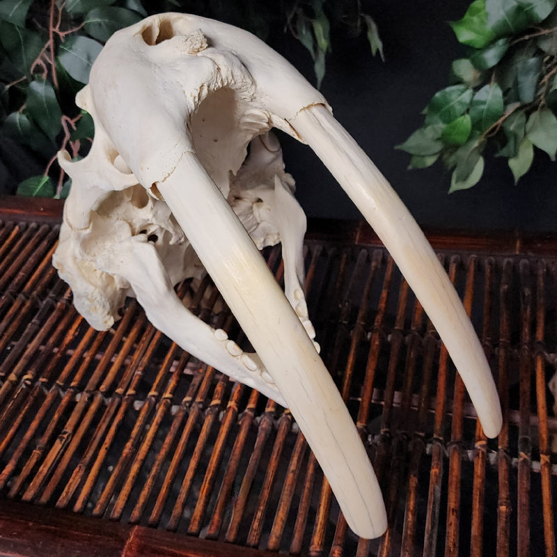 Walrus Skull, 13.5" Tusks