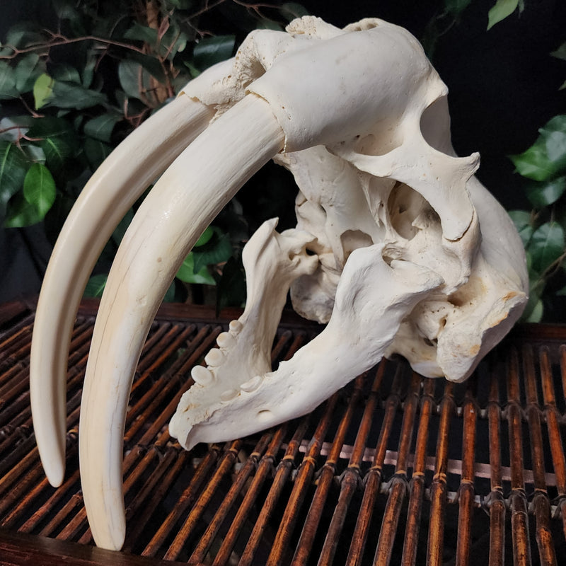 Walrus Skull, 13.5" Tusks