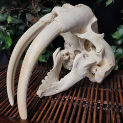 Walrus Skull, 13.5