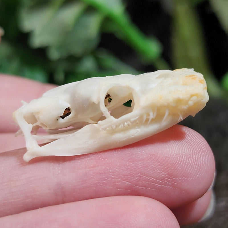 Ball Python Skull B