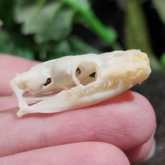 Ball Python Skull B