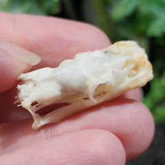 Ball Python Skull B