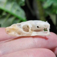 Ball Python Skull B