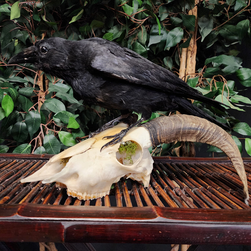 Carrion Crow Taxidermy On Ram Skull, C