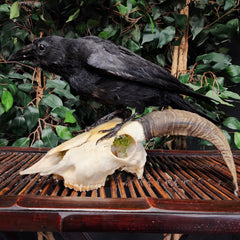 Carrion Crow Taxidermy On Ram Skull, C