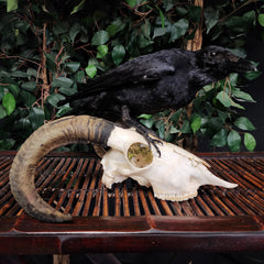 Carrion Crow Taxidermy On Ram Skull, C