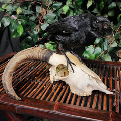 Carrion Crow Taxidermy On Ram Skull, C