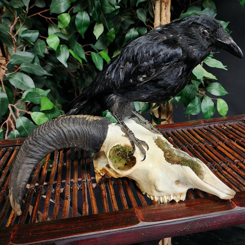 Carrion Crow Taxidermy On Ram Skull, D