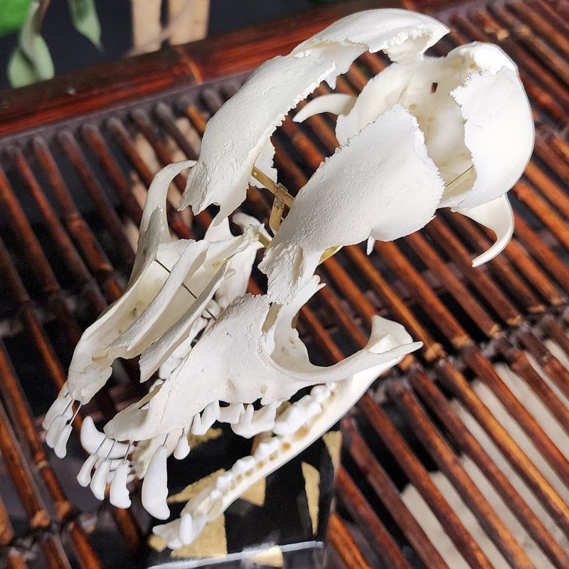 Exploded Dog Skull (Disarticulated)