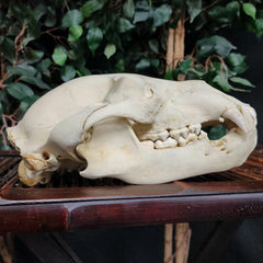 Grizzly Bear Skull, B (10.5