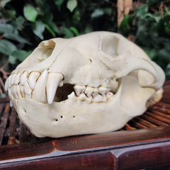 Grizzly Bear Skull, B (10.5
