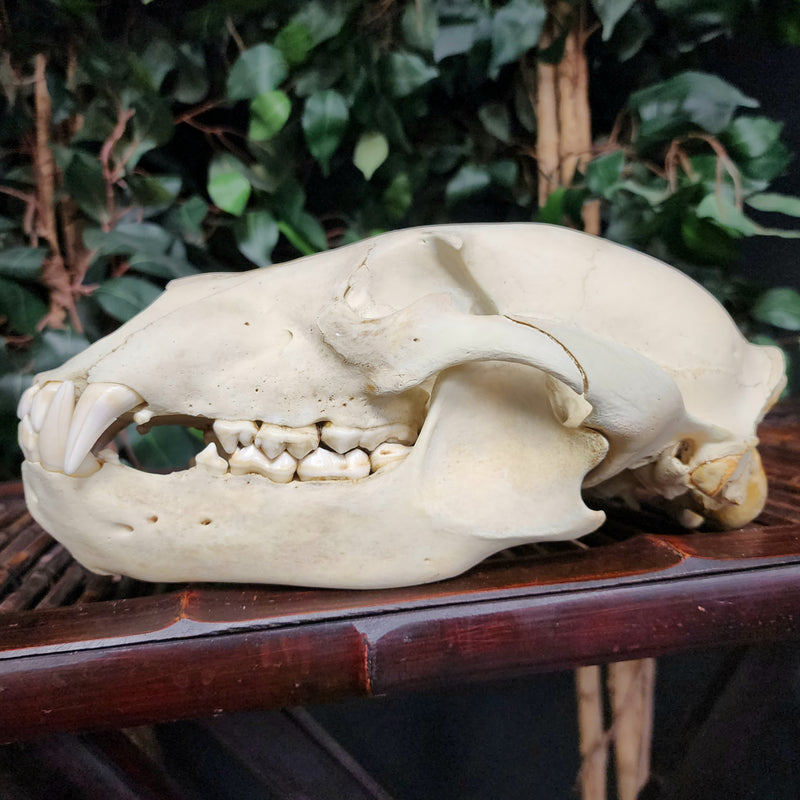 Grizzly Bear Skull, B (10.5")