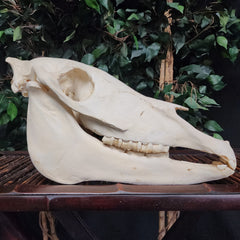 Zebra Skull, Plains