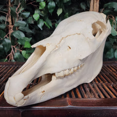 Zebra Skull, Plains