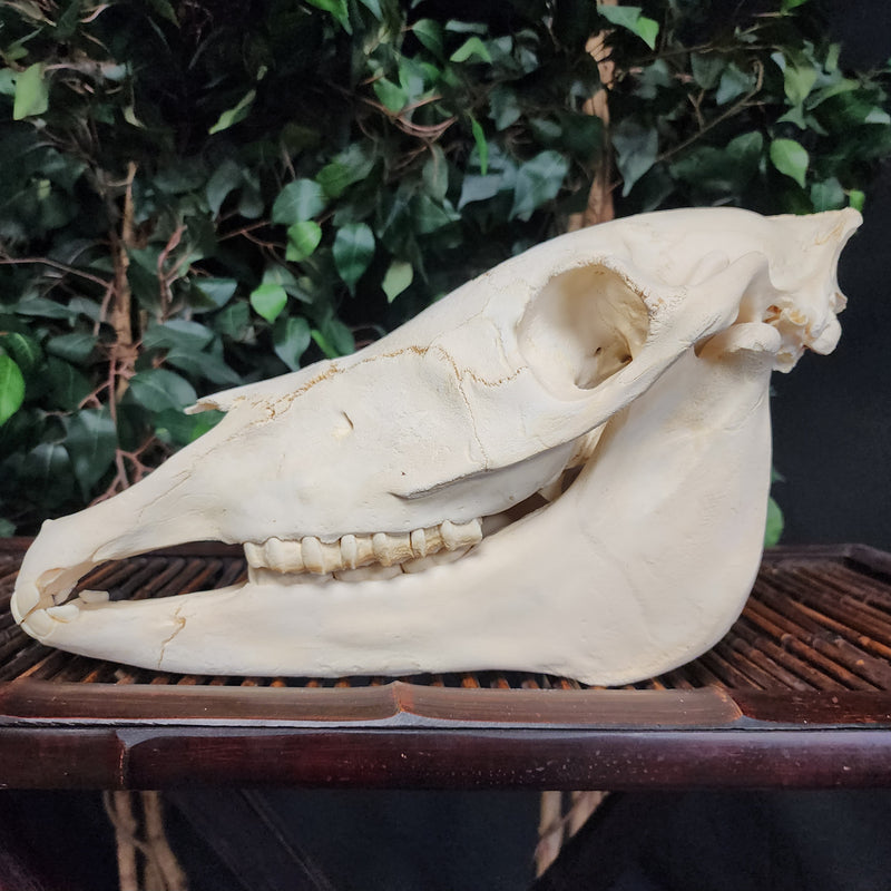 Zebra Skull, Plains