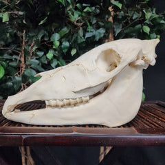 Zebra Skull, Plains