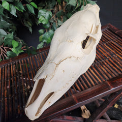 Zebra Skull, Plains
