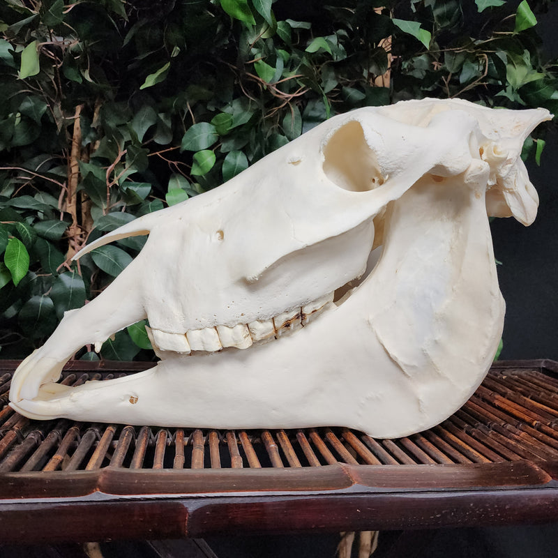 Donkey Skull