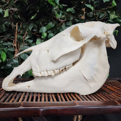 Donkey Skull