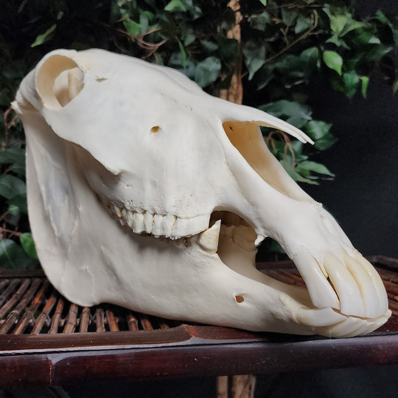 Donkey Skull