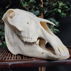 Donkey Skull