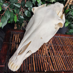 Donkey Skull