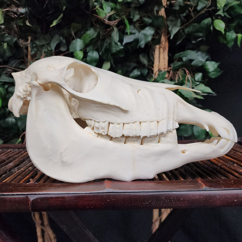 Mini Donkey Skull