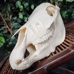 Mini Donkey Skull