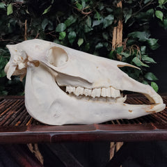 Pony Skull
