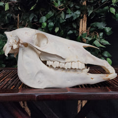 Pony Skull, A