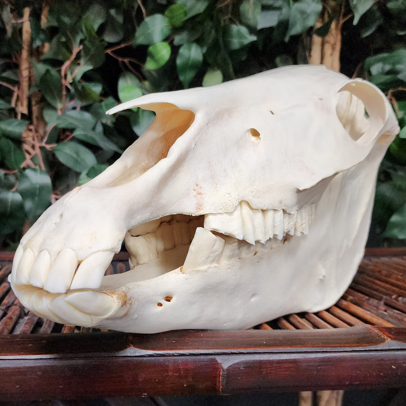 Pony Skull, A