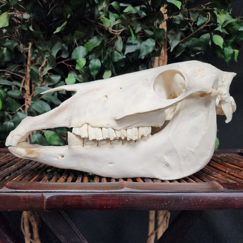 Pony Skull