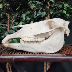Pony Skull