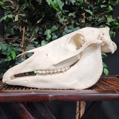 Pony Skull, B