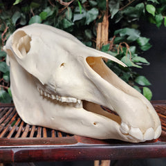 Pony Skull, B