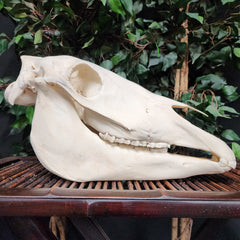 Pony Skull, B