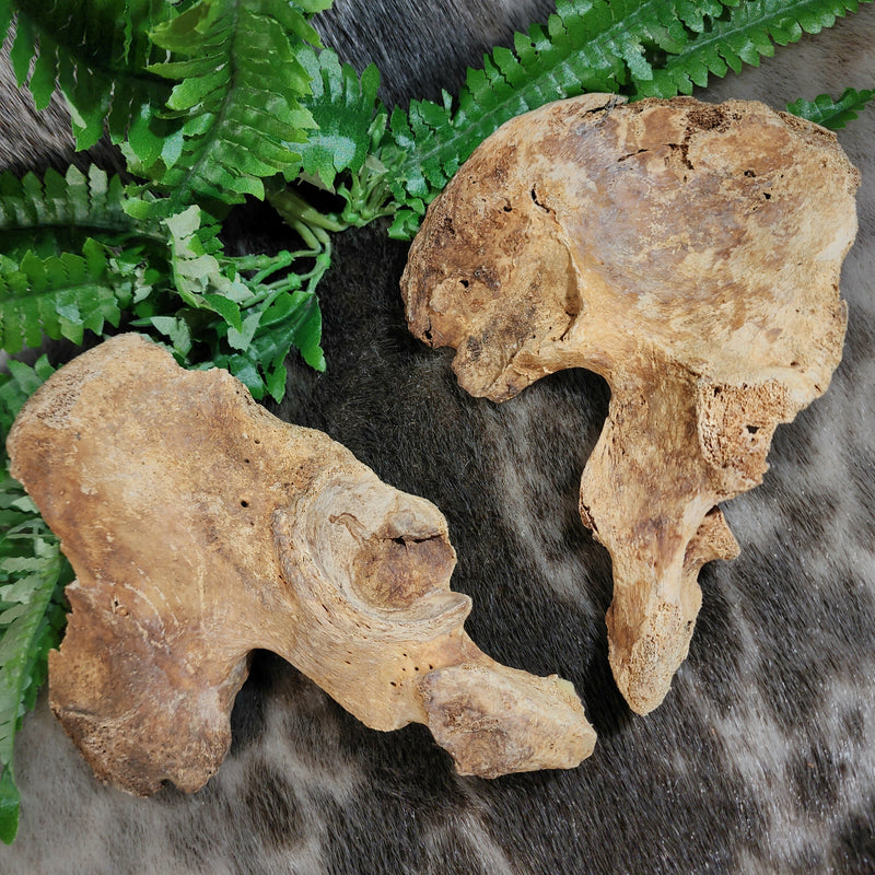 Human Hip (Pelvic) Bones (B Grade)