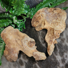 Human Hip (Pelvic) Bones (B Grade)