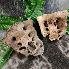 Human Sacrum Bones (B Grade)