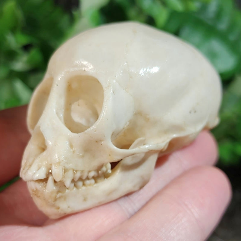 Squirrel Monkey Skull