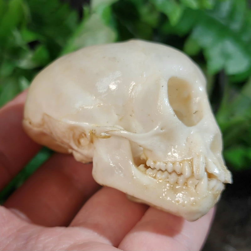 Squirrel Monkey Skull