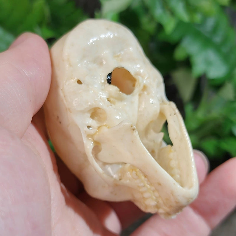 Squirrel Monkey Skull