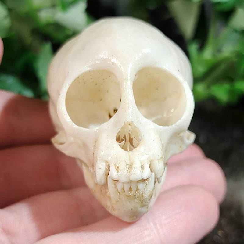 Squirrel Monkey Skull