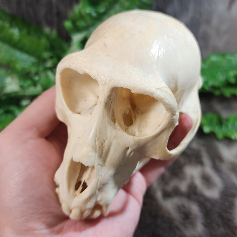 Crab-Eating Macaque Monkey Skull