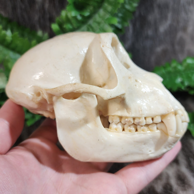 Crab-Eating Macaque Monkey Skull