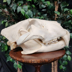 Lion Skull, XL (SALE)