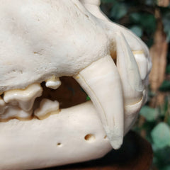 Lion Skull, XL (SALE)