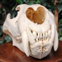 Lion Skull, XL (SALE)