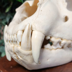 Lion Skull, XL (SALE)